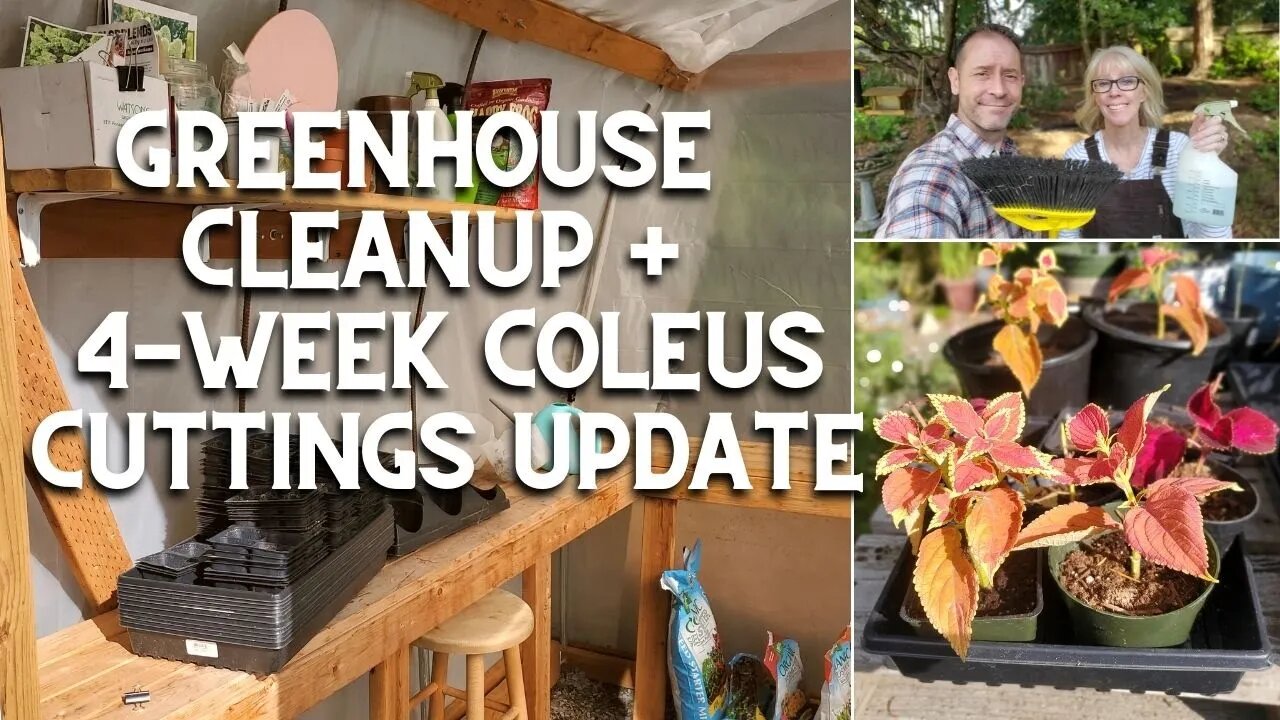 Greenhouse Cleanup + Coleus Cuttings Update! 😃