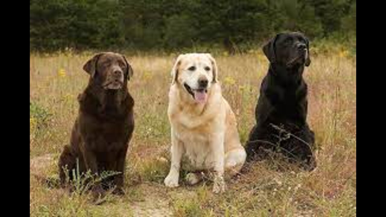 Labrador Dogs Lover: Archie Vizsla & Whitby Labrador.