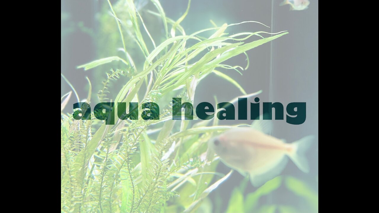 Aqua Healing vol.1 / Aquarium x Healing Music