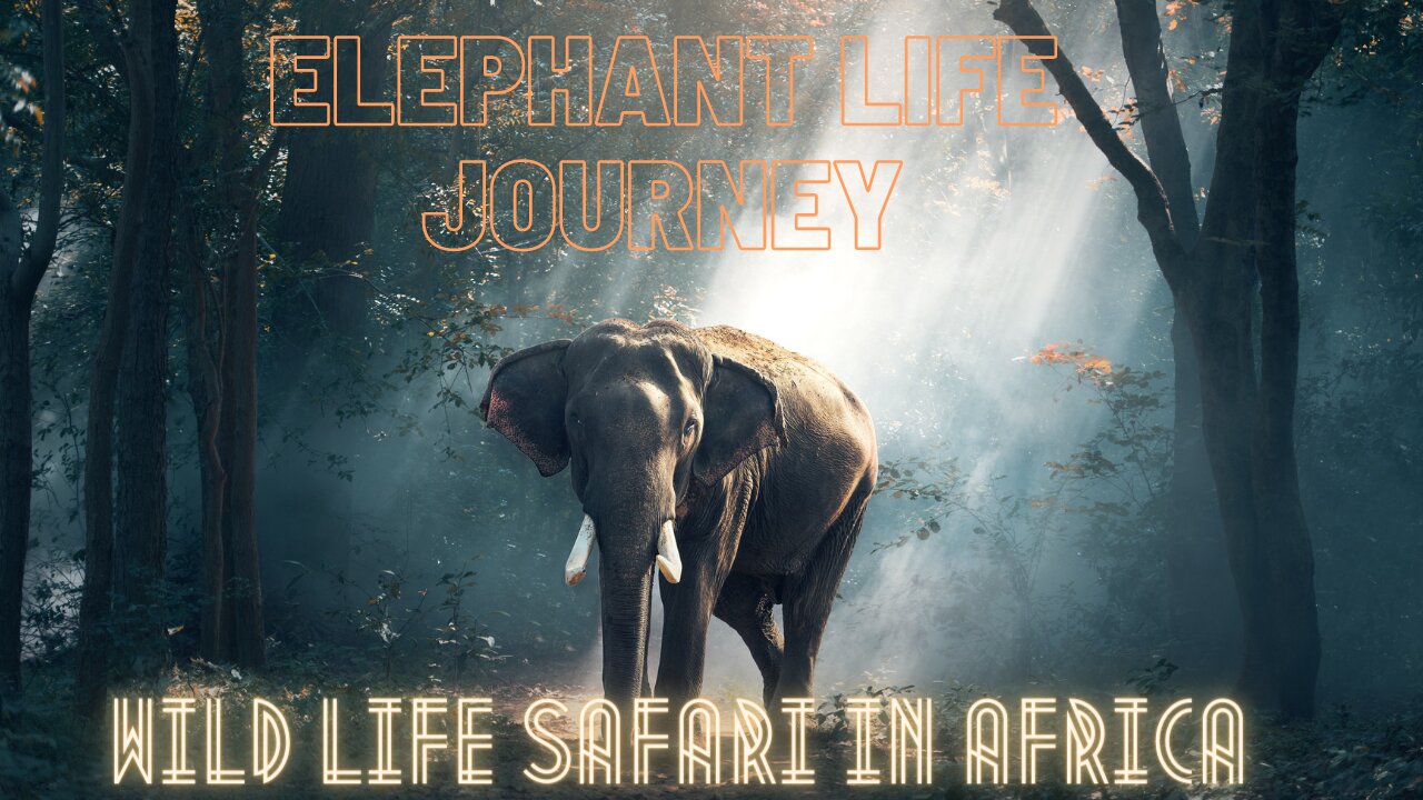 African Elephant Life Documentary, Africa Wild Story Elephant