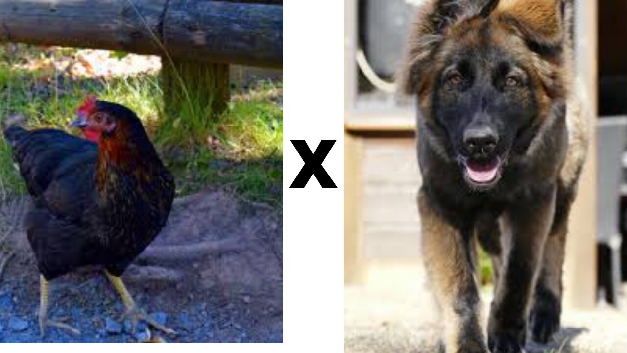 CHICKEN X DOG