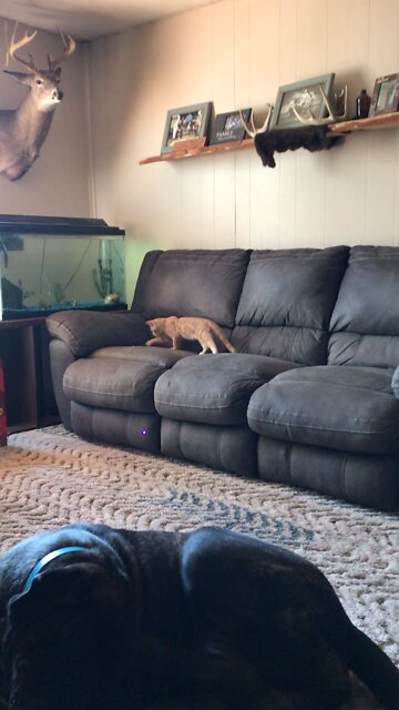 Tom Cat and English Mastiff Goes CRAZY!!!