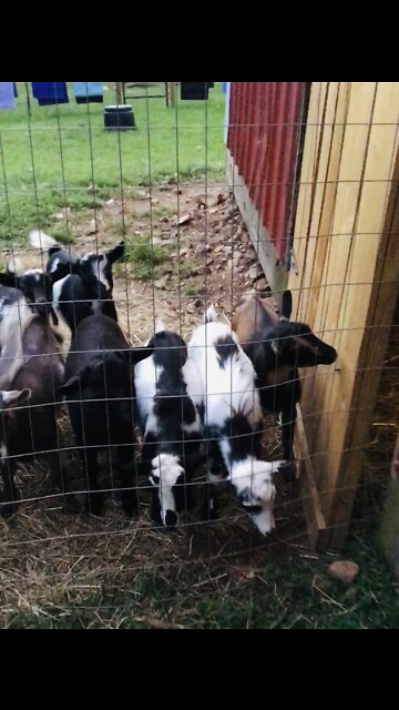Baby Goats Cry At Bedtime