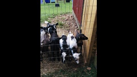 Baby Goats Cry At Bedtime
