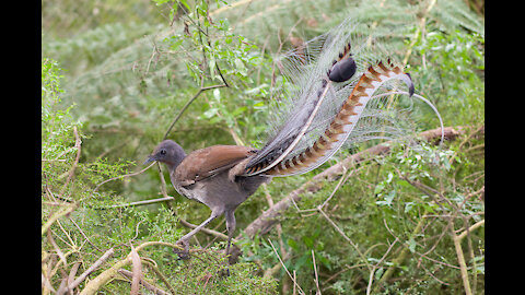 Creation of GOD bird lyre an imitator