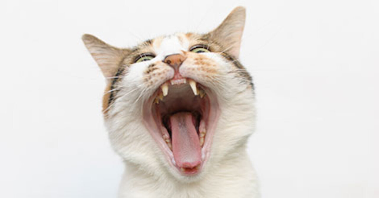 Cats funny video