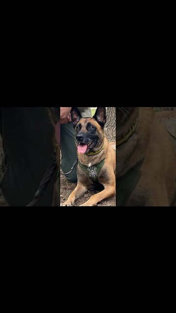 Heroes of Our days. "Hummer", Belgian Malinois Winner of Award for Canine Excellence 2022#shorts