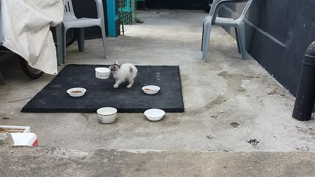 miss sonshine white cat.(52day old cat - part1)