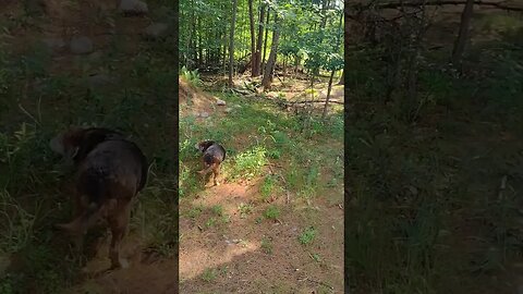 3 Dogs In The Woods... 💜