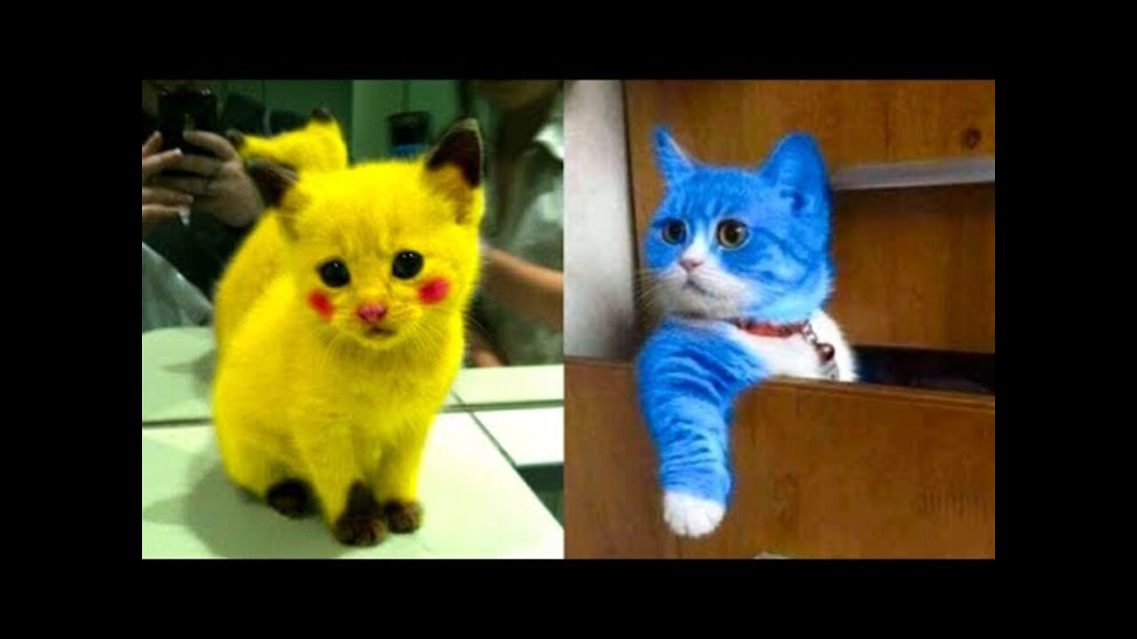 Baby Cats - Cute and Funny Cat Videos Compilation