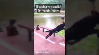 O cachorro mais fiel do mundo!