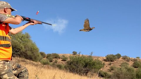 Chasse perdrix au maroc 2019 | Partridge hunting with english pointer dogs