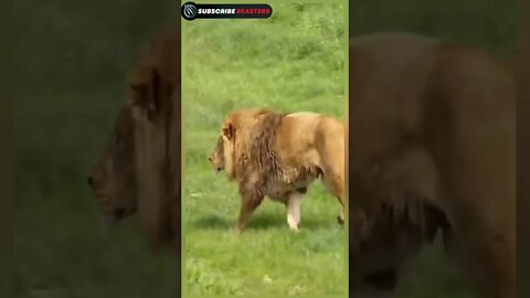Lion king attitude status 👑 Lion attitude status 😱