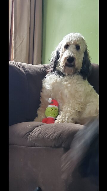 Nestle Jane The High Maintenance Goldendoodle Wants a Squeeker