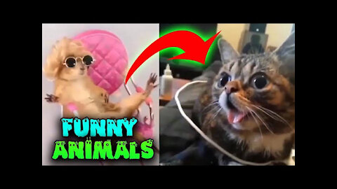 💓😹 CUTE AND FUNNY PETS 🐶💓 | Try Not To Laugh To These Pets Compilation #11 💓😻🐶 cutes Lands