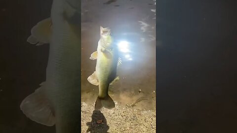 Largemouth bass slow motion