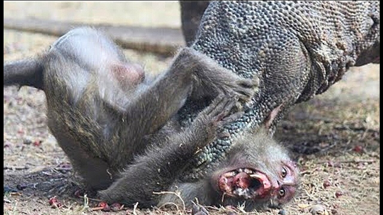 KOMODO DRAGON EATS MONKEY