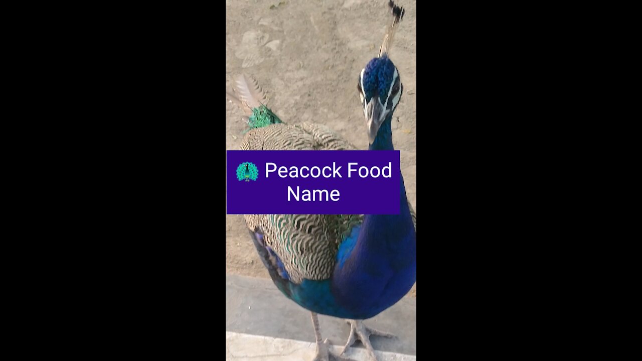 Peacock Eating Food,Tell Me Food Name,Peacock