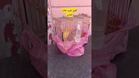 أقوى فيديو تحفيزي لتغريد طائر الكناري كيوت روعة