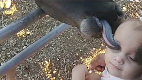 Friendly calf greets toddler with affectionate lick