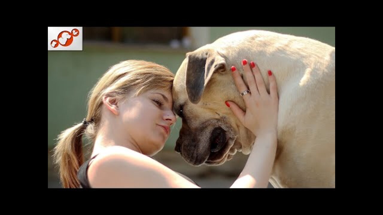 Dogs have special ways of telling their owners "I love you" - Dogs are man's best friend