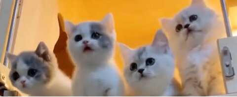 Funny Cats Compilation II