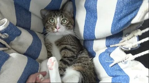 Sweet Cat Sits on the Couch with Me