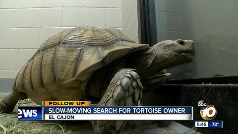 Slow-moving search for owner of El Cajon tortoise