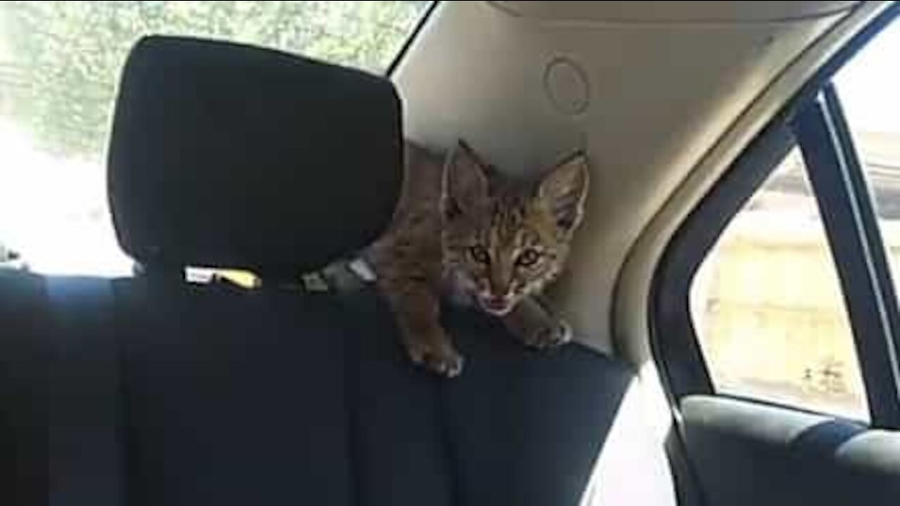 Lince-pardo bebé explora carro depois de ser resgatado