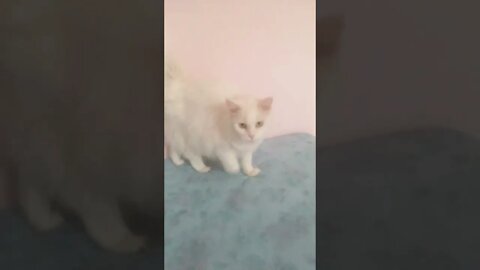 Artemis sendo fofa