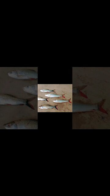 Funny Rockstar Village🤣🤣🤣@BENGALCOOKING #shorts #youtubeshorts #viral #viralshorts #trending #short