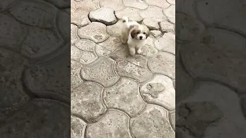 Lhasa Apso puppies Cuteness #shorts