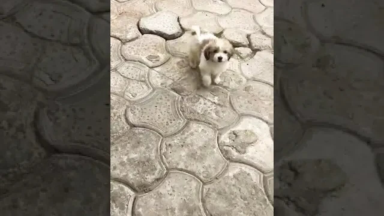 Lhasa Apso puppies Cuteness #shorts