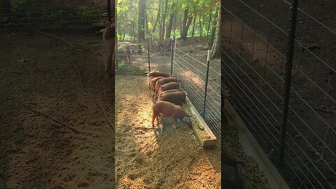 Piglets Eating Breakfast @UncleTimsFarm #kärnəvór #carnivore #shorts #hereford #freerangepigs