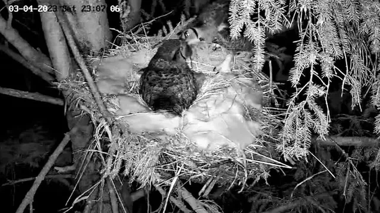 Albert Delivers Ellie's Third Meal 🦉 03/04/23 23:06