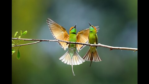 Charming Birds -1-