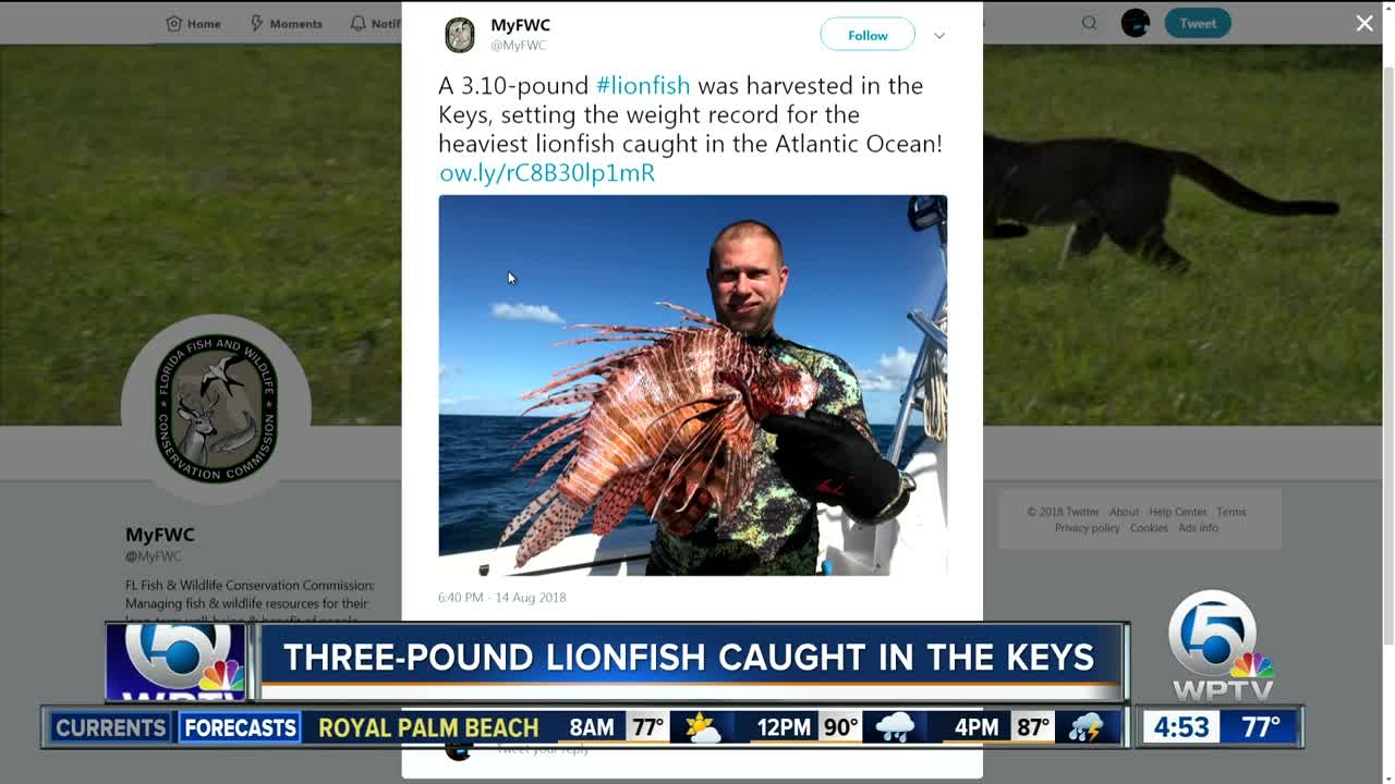 Record-breaking lionfish caught in the Florida Keys