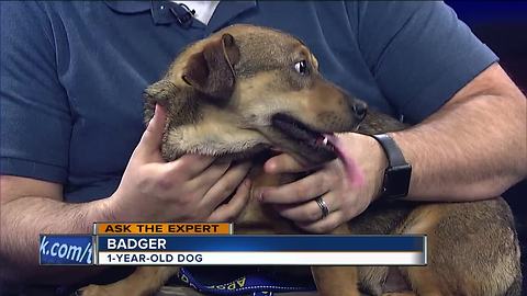 Ask the expert: Pet licenses