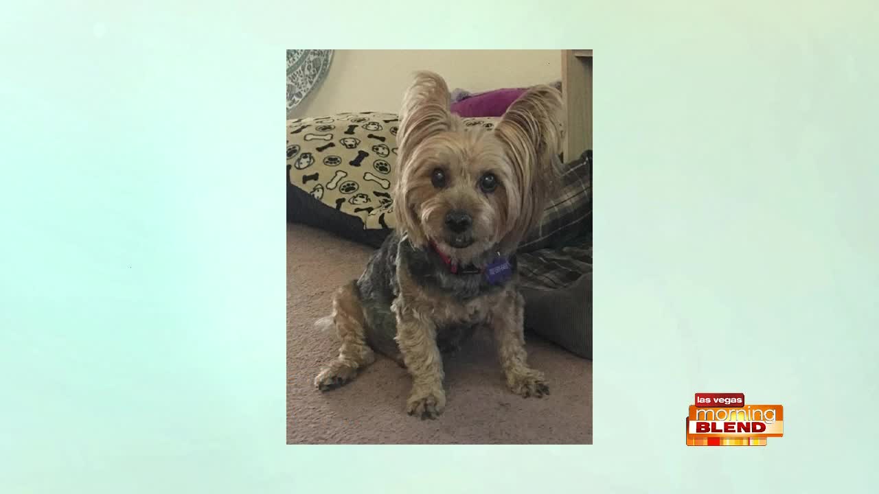 Pick of the Litter: Meet Toto!