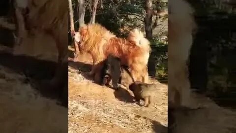WHY.ARE.YOU.SO.CUTE??? #Puppy #Dogs #Shorts #Puppyvideo #Shortvideo #dog #doglover #cutedog #puppylo