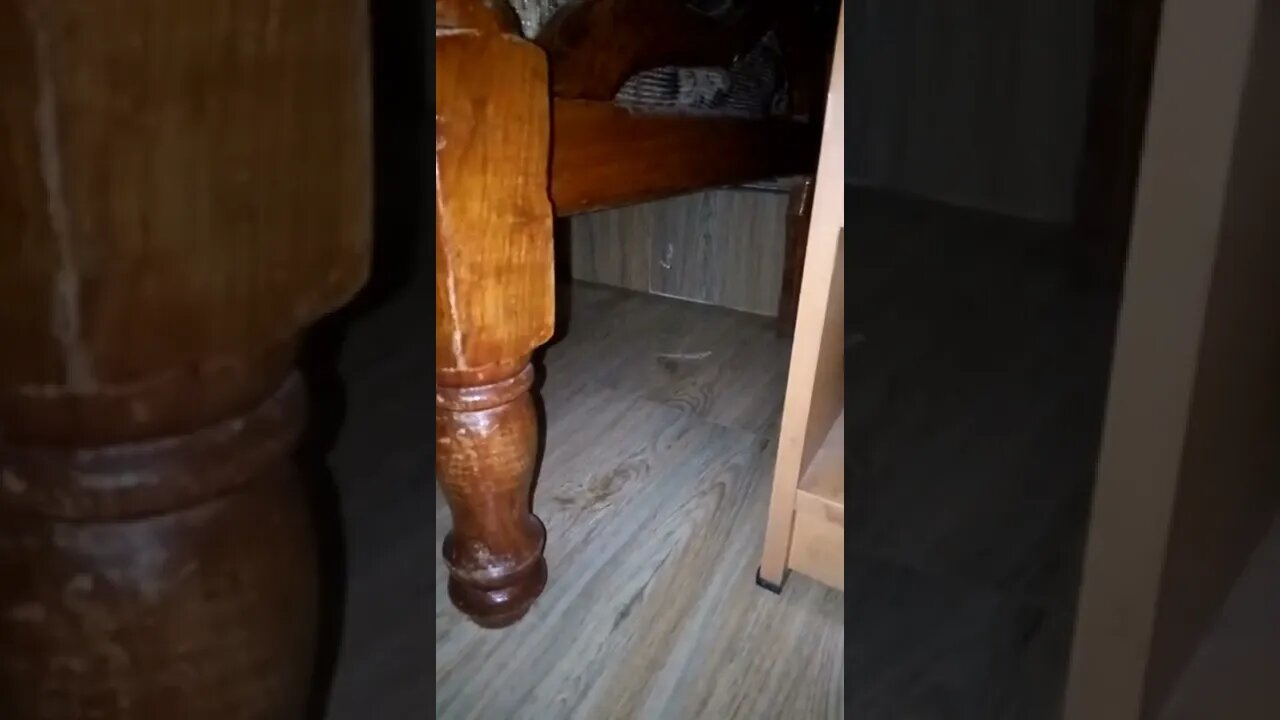 Lizard Gecko under the chair.