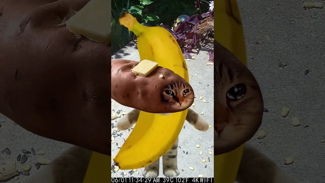 Banana Cat Vs Sweet Potato Cat! 🍌🍠