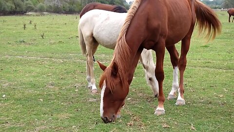 Бой жеребцов мустангов