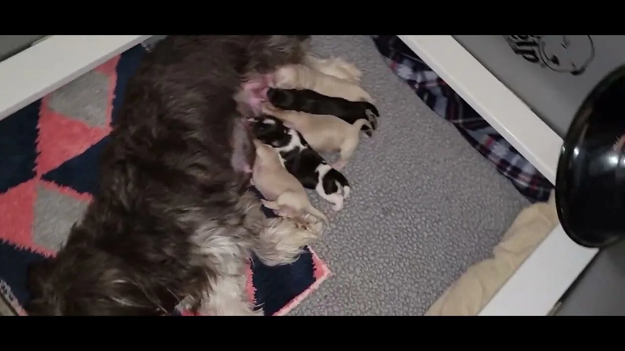 Raynah Pups