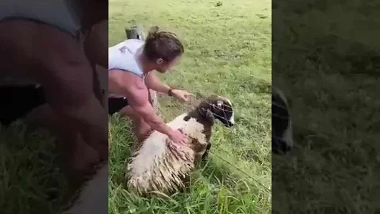 The👍Helping Hand🐑👀🆘😎