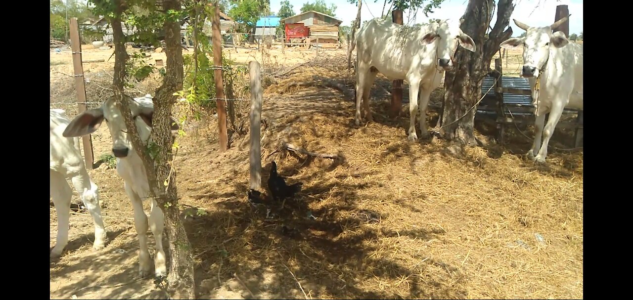 Raising cattle in Cambodia