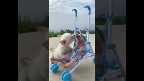 #shorts Лучшие Приколы Тик Ток 31 Best Funny Tik Tok