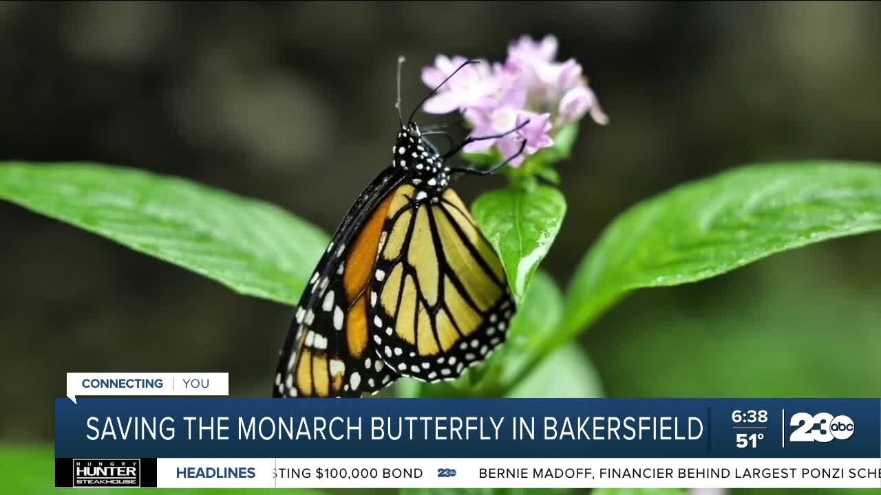 New monarch butterfly habitat in Bakersfield