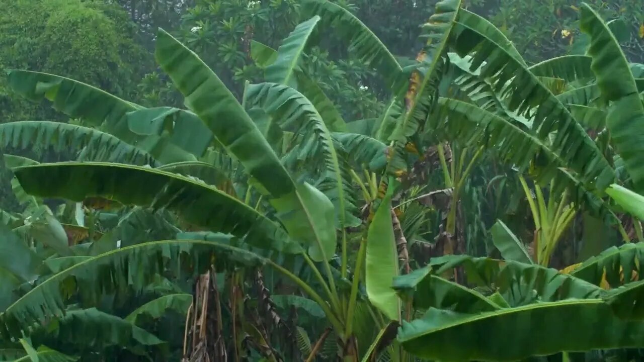 Long Shot of Rain Fall In Tropical Forest