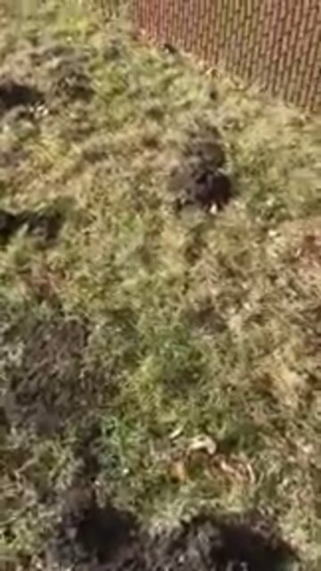 Éruption de pelouse